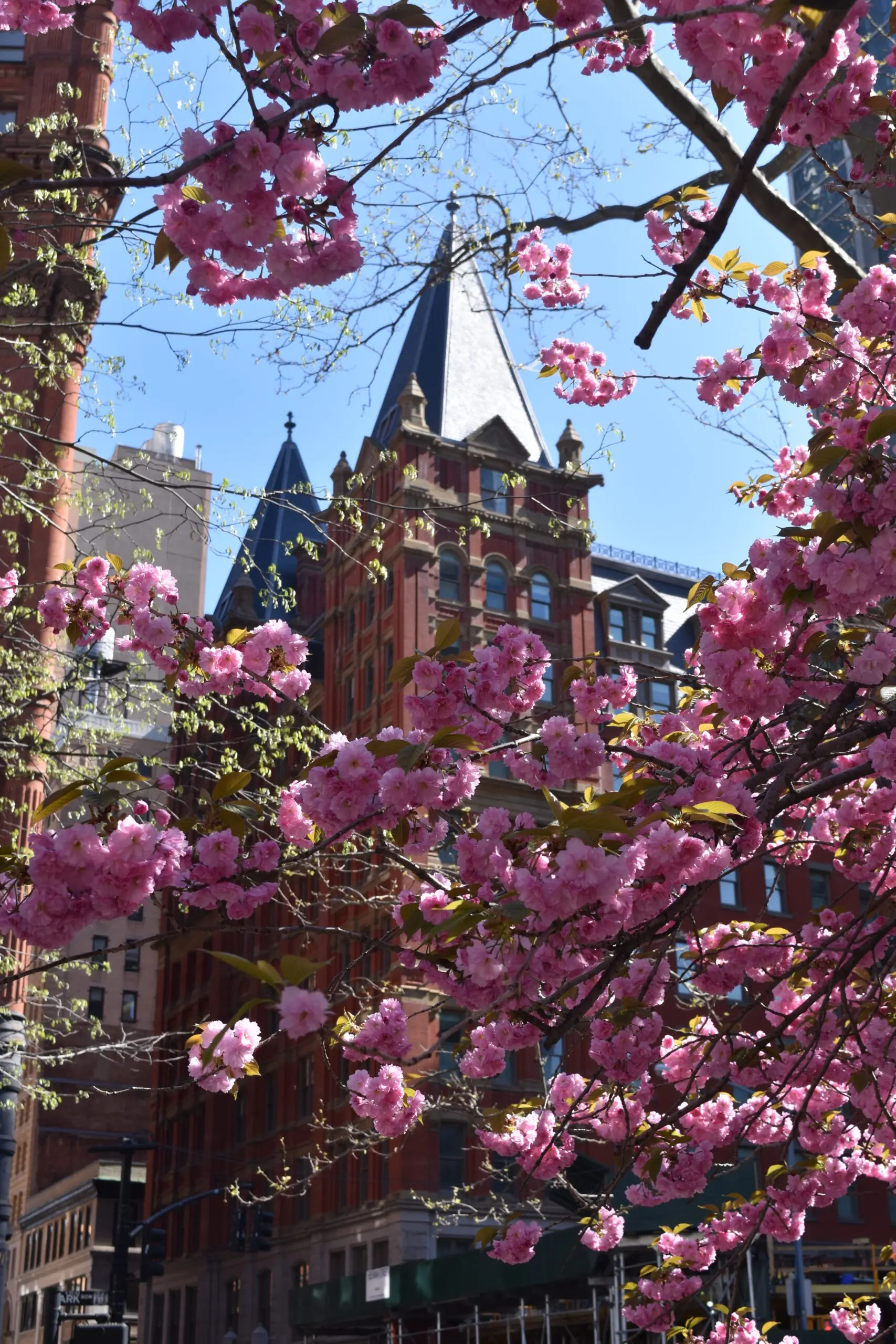 cherry blossom in front of the beekman